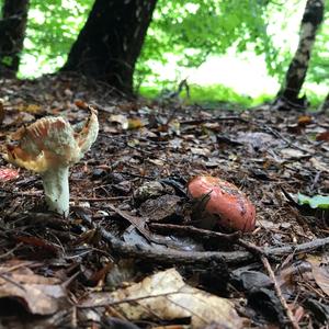 Bare-toothed Russula