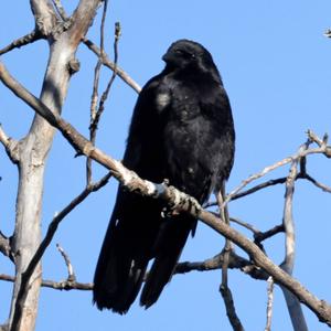 Carrion Crow