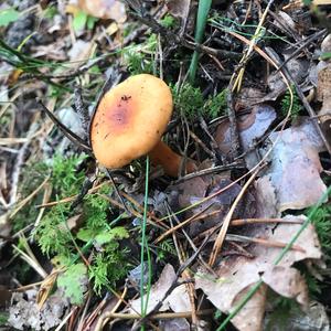 Orange Birch Bolete