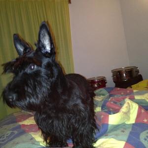 Scottish Terrier