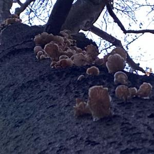 Porcelain Fungus