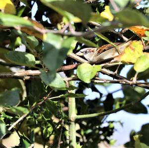 House Sparrow