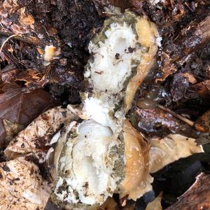 Stinkhorn, Common