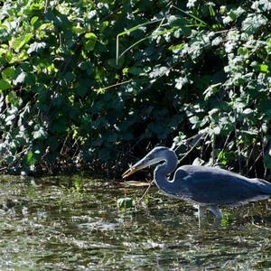 Grey Heron