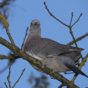 Eurasian Collared-dove