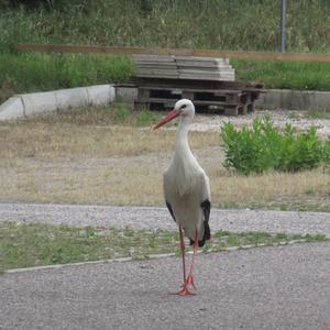 White Stork