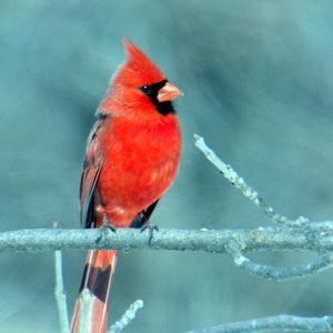 Northern Cardinal