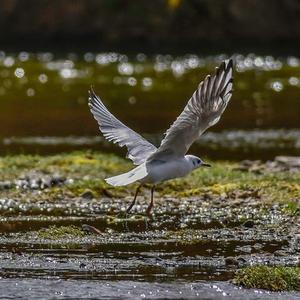 Black-headed Gull