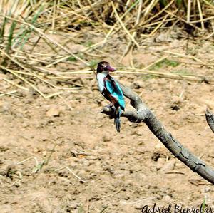 White-throated Kingfisher