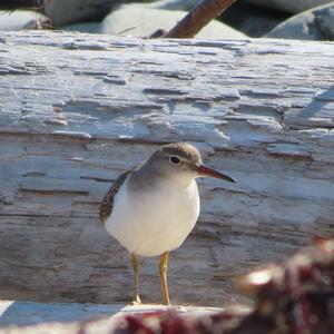 Spotted Sandpiper