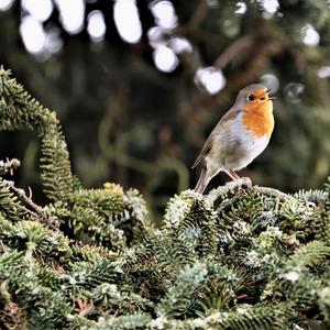 European Robin