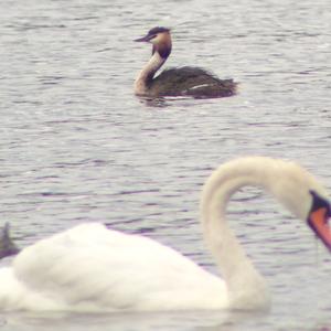 Great Crested Grebe