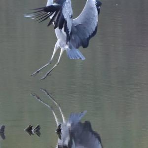 Grey Heron