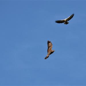 Common Buzzard