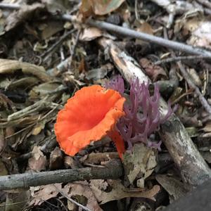 Chanterelle, Common