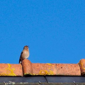 Eurasian Chaffinch