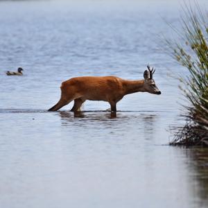 European Roe Deer