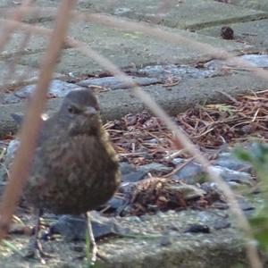 Eurasian Blackbird