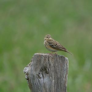 Tree Pipit