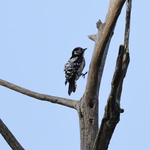 Lesser Spotted Woodpecker