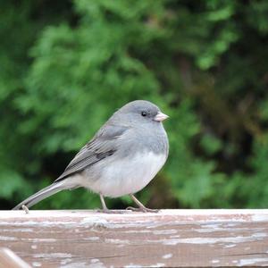 Dark-eyed Junco