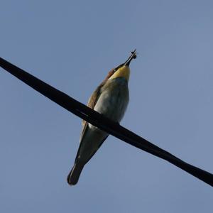 European Bee-eater