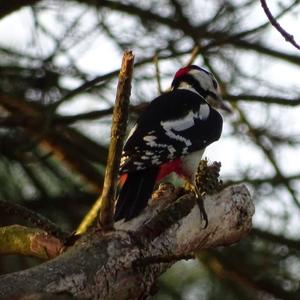 Great Spotted Woodpecker