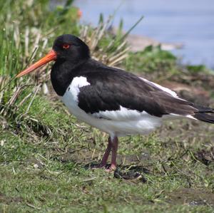 Eurasian Oystercatcher