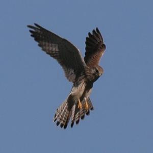 Common Kestrel