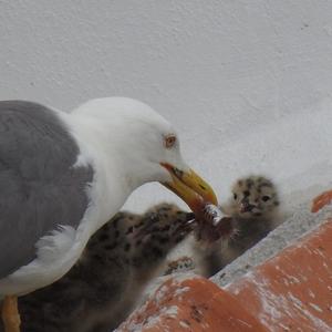 Yellow-legged Gull