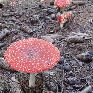 Fly Agaric