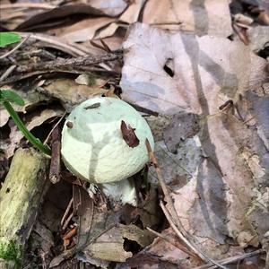 Death Cap