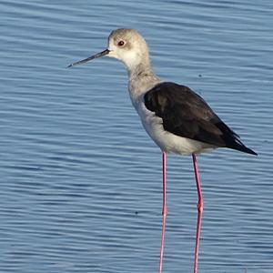 Black-winged Stilt