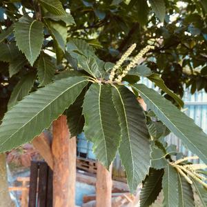 Sweet Chestnut