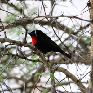 Scarlet-chested Sunbird