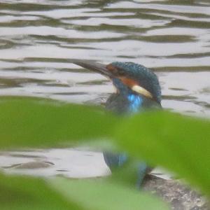 Common Kingfisher