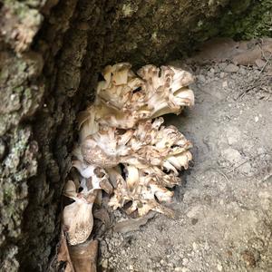 Hen-of-the-Woods