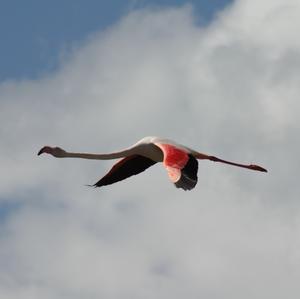 Greater Flamingo