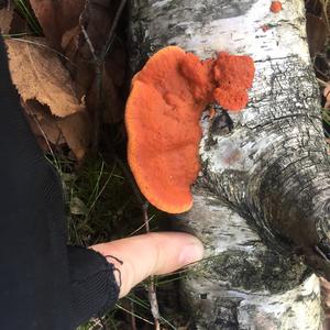 Cinnabar-red Polypore