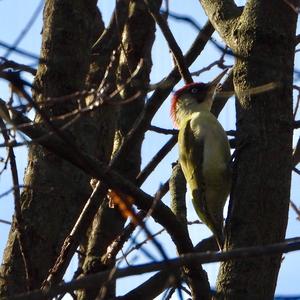 Eurasian Green Woodpecker