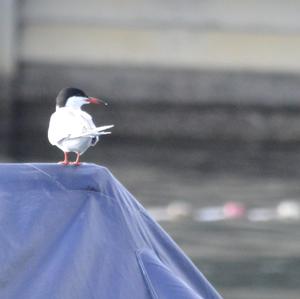 Common Tern