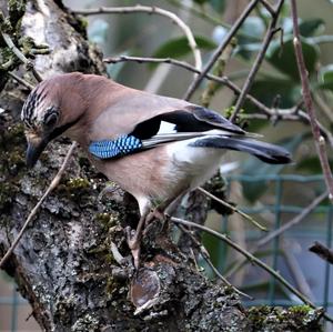 Eurasian Jay