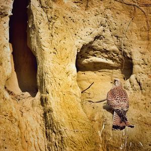 Common Kestrel