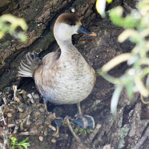 Red-crested Pochard