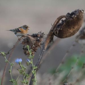 Brambling