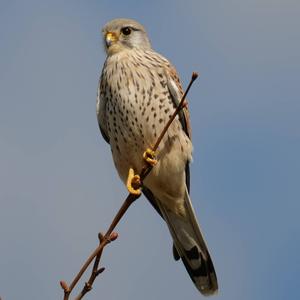 Common Kestrel