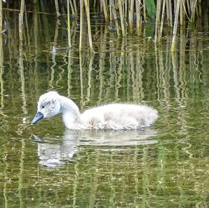 Höckerschwan