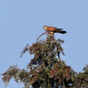 Common Kestrel