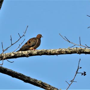 Mourning Dove