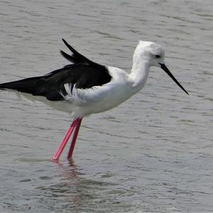 Black-winged Stilt